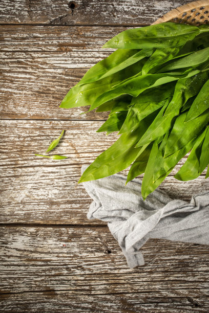 野生熊的大蒜。图片下载