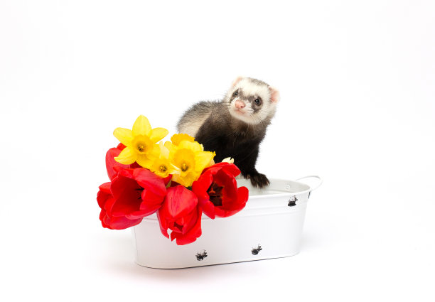 雪貂与花在孤立的白色背景图片下载