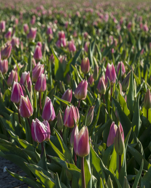 郁金香图片下载