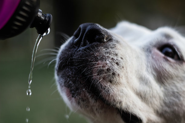 狗在喝瓶子里的水图片下载