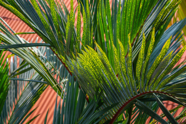 棕榈树的顶端图片下载