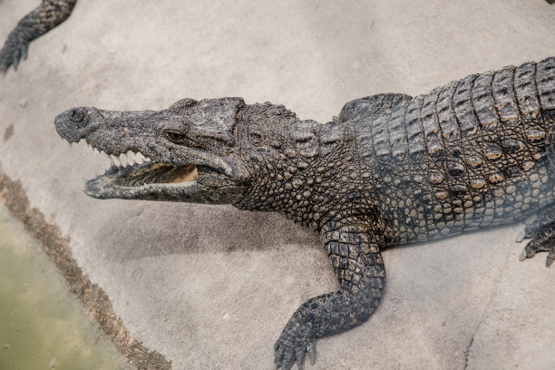 美丽的镜头长颈鹿走在草地上与树木的背景图片下载
