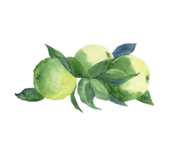 三个绿苹果在树枝上孤立在白色的背景上。绿色果树的水彩手绘插图。夏天食物设计。完美的卡片，包装，封面，海报，横幅。图片下载