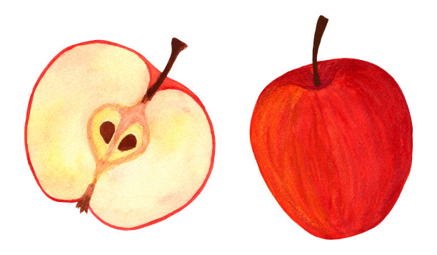 新鲜的一半和整个苹果孤立在白色背景。侧视图图片下载