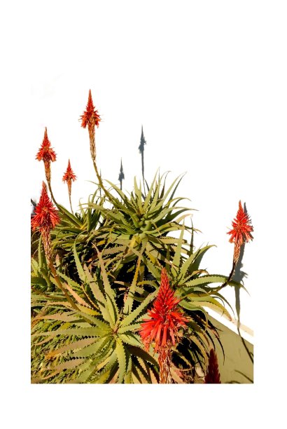 近处的芦荟花映衬着白色的背景。图片下载