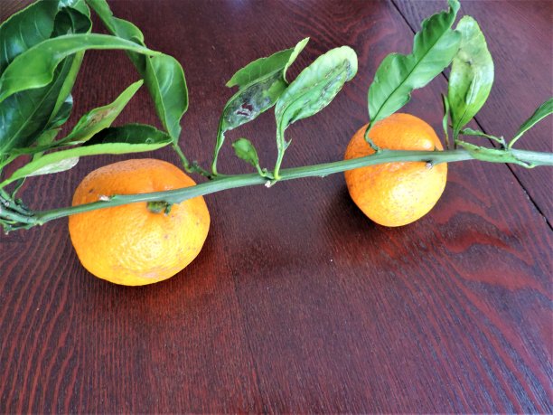 橙树枝上有两个新鲜的果实。图片下载