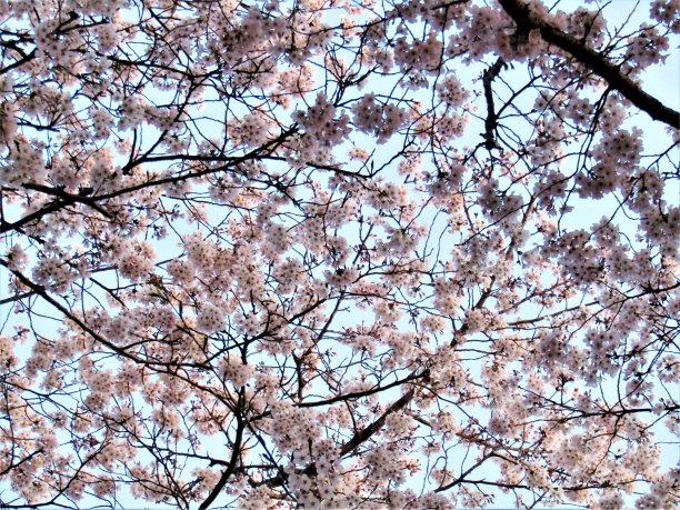 日本。3月底。清晨。樱花在初升的第一缕阳光中绽放。图片下载