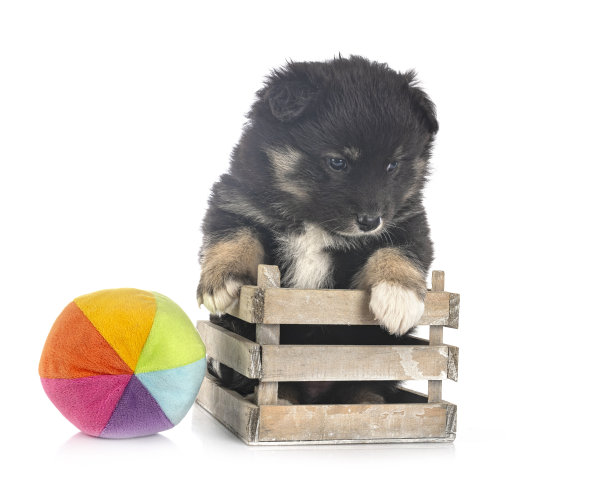 小狗芬兰Lapphund图片下载