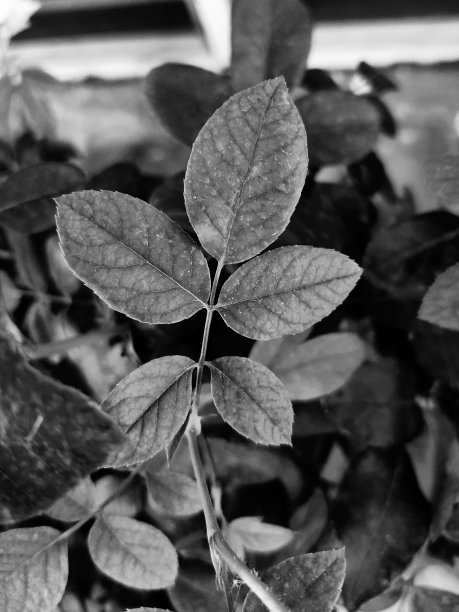 黑白树叶图片下载