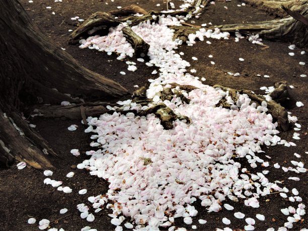 日本。3月底。樱花的终点。樱花树下的樱花花瓣。图片下载