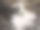 日本。3月底。樱花的终点。樱花树下的樱花花瓣。图片下载