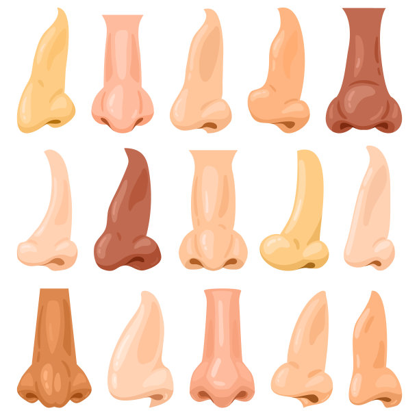 人类的鼻子卡通。人脸解剖呼吸器官，男女人脸部分矢量插图集。各种人类的鼻子图片下载