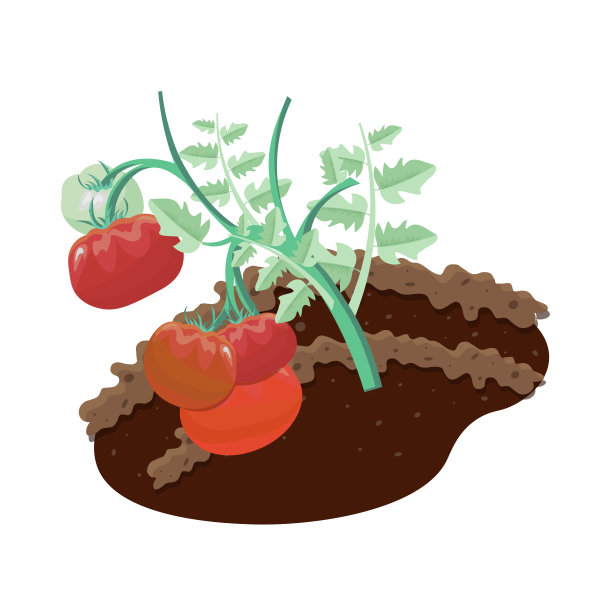 生长在花园土壤上的大而新鲜的西红柿的树枝。图片下载