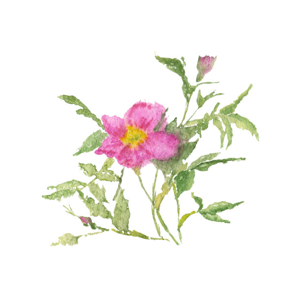开花的蔷薇果孤立在白色的背景上。水彩手绘插图。粉红色的蔷薇花瓣和绿色的叶子。适合印刷，横幅，卡片，海报。图片下载