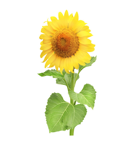 向日葵。在白色背景上隔离图片下载