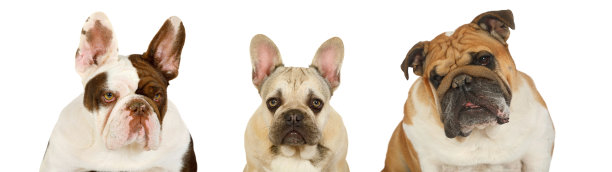 3只斗牛犬的肖像拼贴画图片下载