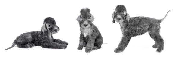 三只贝德林顿梗犬的拼贴画图片下载