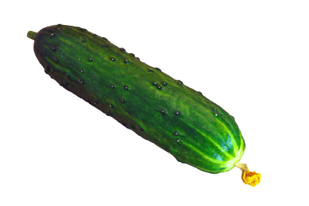 新鲜的绿色黄瓜特写在灰色的背景。图片下载