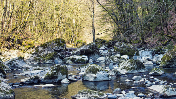 法国阿尔卑斯山的森林图片下载