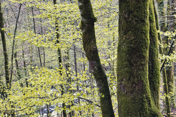 法国阿尔卑斯山的森林图片下载