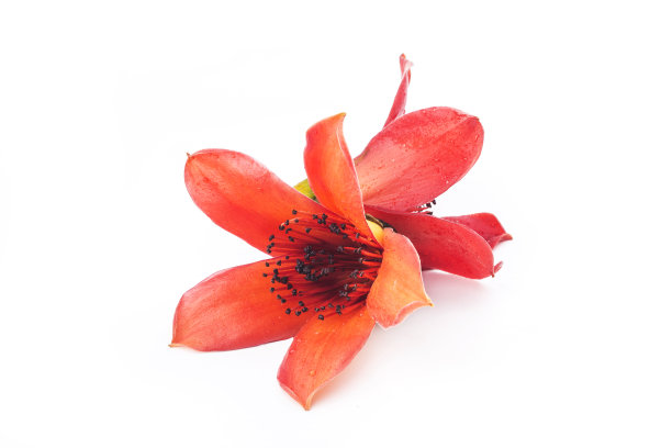 红色花木棉在白色的背景图片下载