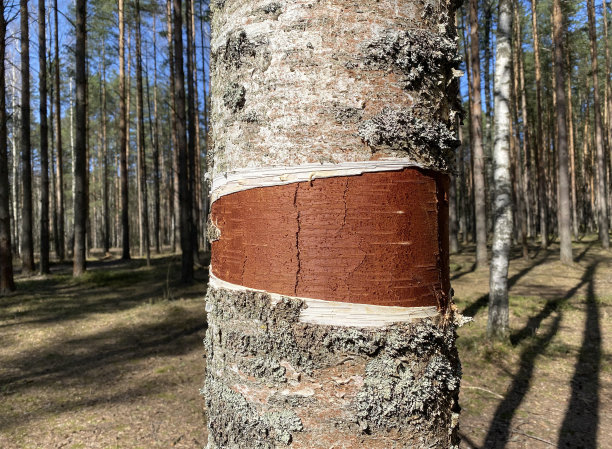 剥去树皮的桦树图片下载