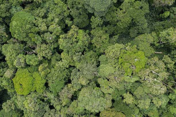 鸟瞰图的绿色雨林树叶，刚果盆地图片下载
