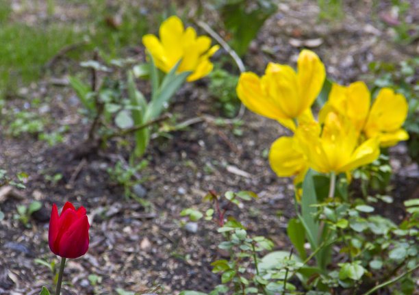田野里的郁金香图片下载