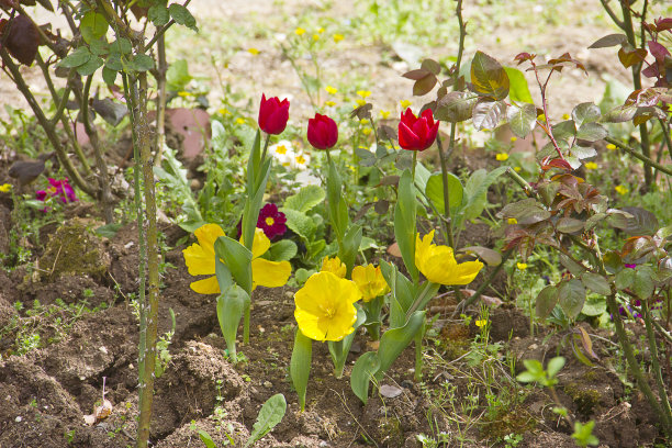 田野里的郁金香图片下载