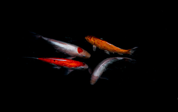 细节丰富多彩的锦鲤或锦鲤在阳光明媚的日子里游在鱼塘里，日本鱼类种类繁多，花样繁多。图片下载