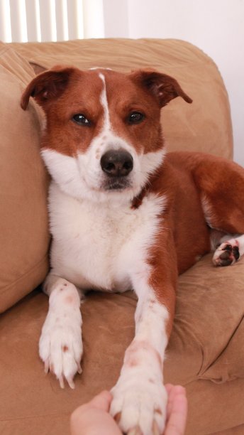 棕白相间的狗图片下载