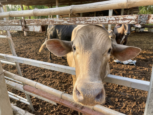 马厩里的棕色小牛。看起来可怜。图片下载