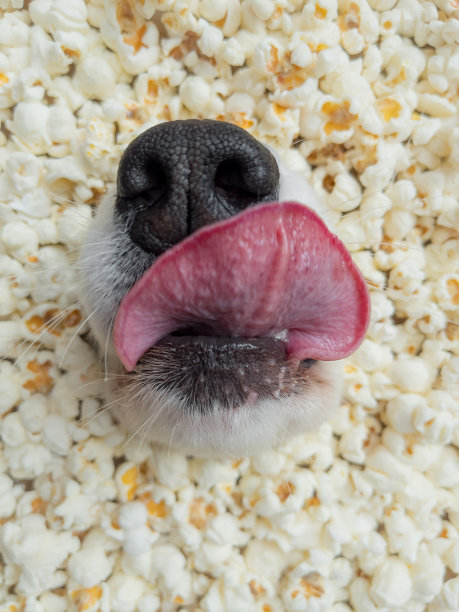 狗在爆米花图片下载