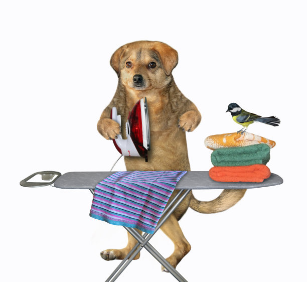 狗米色熨烫在船上图片下载