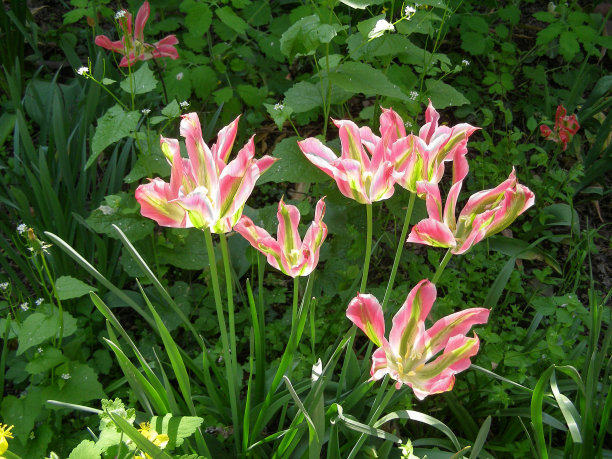 粉红色的郁金香花图片下载