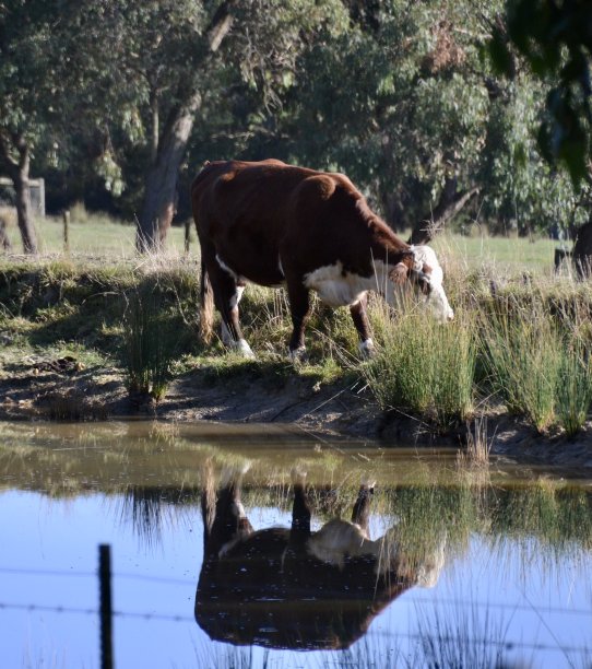 大型赫里福德牛倒映在澳大利亚农场铁丝网围栏后面的水坝上图片下载