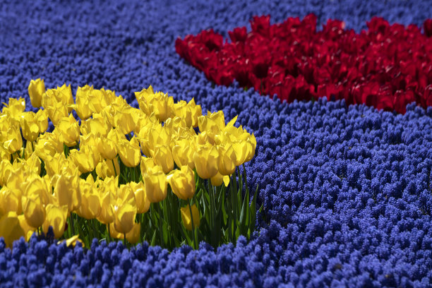 一组黄色和红色的郁金香与葡萄风信子花。图片下载