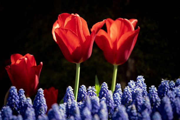 红色郁金香与葡萄风信子花孤立黑色。图片下载