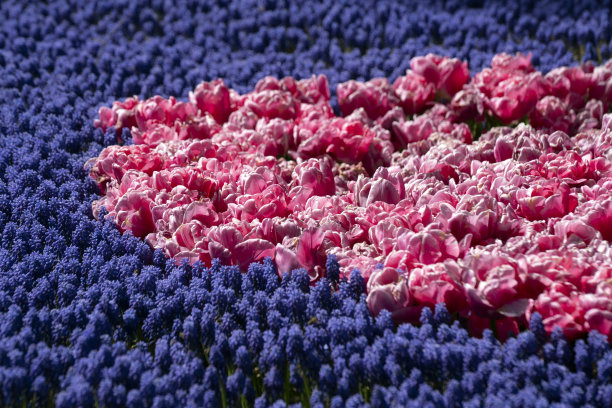 一组粉红色郁金香与葡萄风信子花。图片下载
