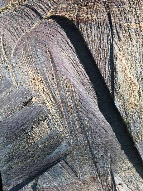 在锯橡树的过程中，不寻常的，视觉上令人困惑的切入痕迹图片下载