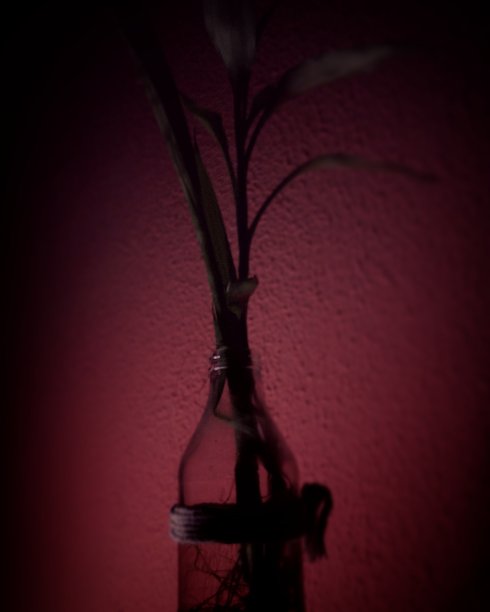 在黑暗中种植图片下载