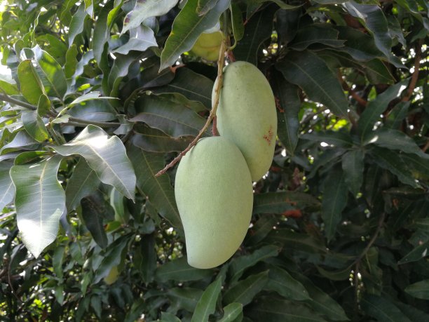 两颗芒果的果实映衬着绿色的芒果叶子。图片下载