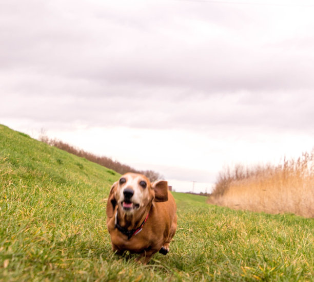 迷你腊肠犬运动图片下载