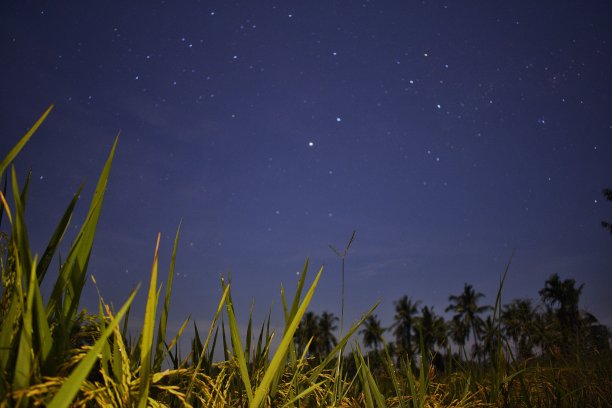 在稻田中间拍摄星星图片下载