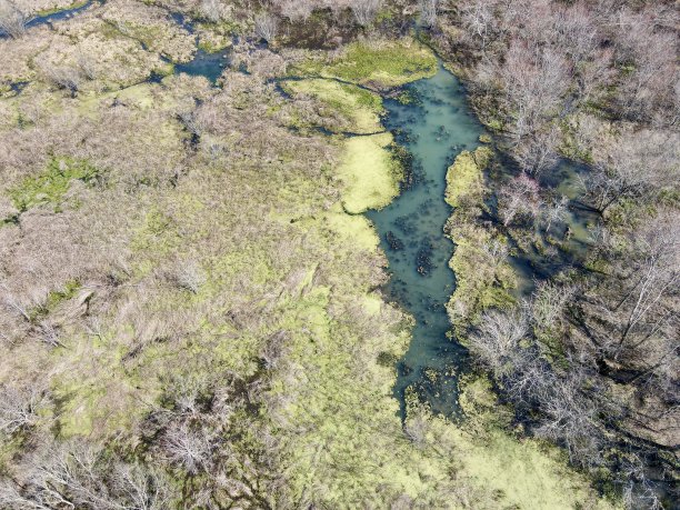 沼泽湿地的土地图片下载