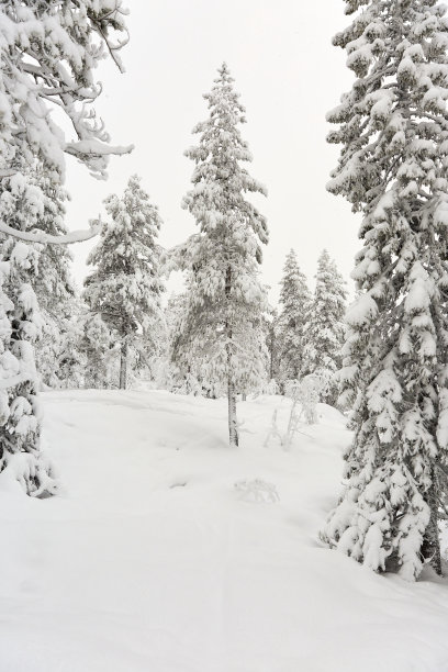 冬天的风景与白雪覆盖的树木图片下载