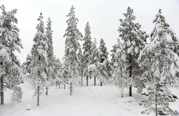 冬天的风景与白雪覆盖的树木图片下载