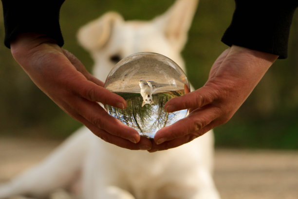 一个通过镜头球从人的手持有的观点，狗是躺在一个小道路上的公园图片下载