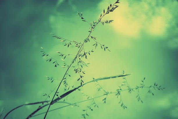 开花草的细节图片下载