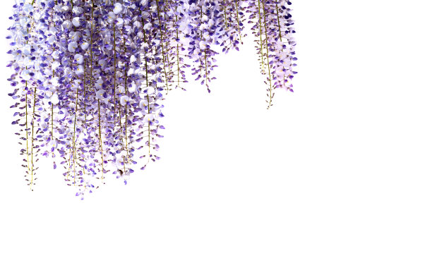 紫藤花孤立在白色上图片下载